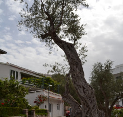 DSC_0262.JPG