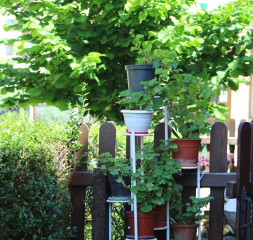 Garden_3.jpg