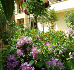 Garden_4.jpg