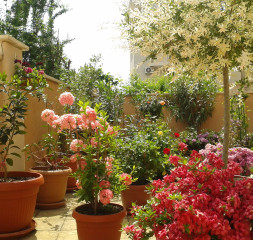 Garden_5.jpg