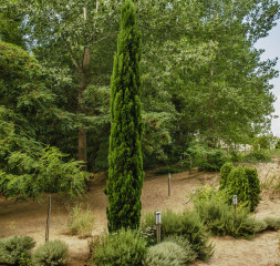 Garden.jpg