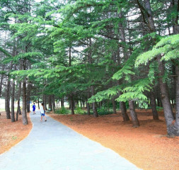 PHC_park_alley.jpg
